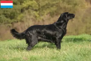 Read more about the article Flat Coated Retriever crescători și căței în Luxembourg