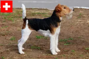 Read more about the article Crescători de Fox Terrier și căței în Elveția