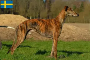 Read more about the article Galgo Espanol crescători și căței în Suedia