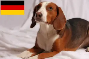 Read more about the article Crescători de Bracke german și căței în Germania