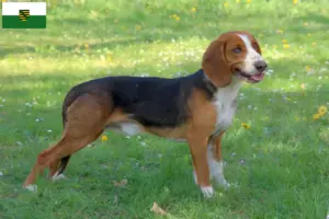 Read more about the article Crescători de Bracke german și căței în Saxonia