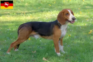 Read more about the article Crescători de Bracke german și căței în Saxonia Inferioară