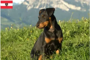 Read more about the article German Hunting Terrier crescători și căței în Austria