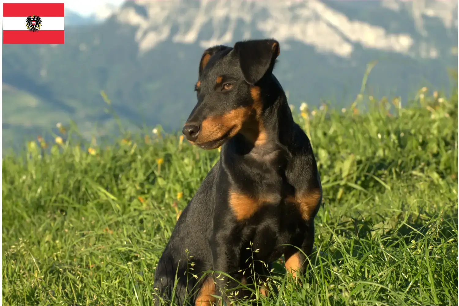 Read more about the article German Hunting Terrier crescători și căței în Austria