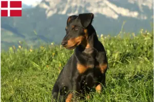 Read more about the article German Hunting Terrier Crescător și căței în Danemarca