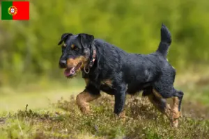Read more about the article Crescător de Terrier german de vânătoare și căței în Portugalia