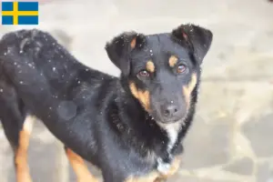 Read more about the article German Hunting Terrier Crescător și căței în Suedia