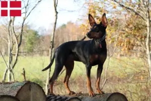 Read more about the article German Pinscher crescător și căței în Danemarca