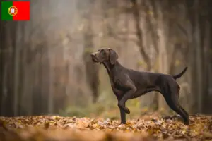 Read more about the article German Shorthair crescători și căței în Portugalia