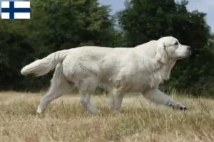 Read more about the article Crescători de Golden Retriever și căței în Finlanda