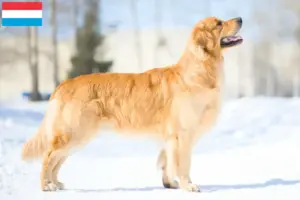 Read more about the article Crescători de Golden Retriever și căței în Luxembourg