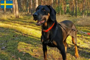Read more about the article Crescători și căței Gończy Polski în Suedia