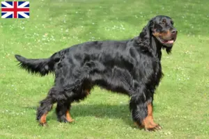 Read more about the article Gordon Setter crescători și căței în Marea Britanie