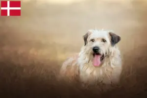 Read more about the article Gos d’Atura Catalá crescători și căței în Danemarca