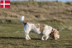 Read more about the article Grand Basset Griffon Vendéen crescători și căței în Danemarca