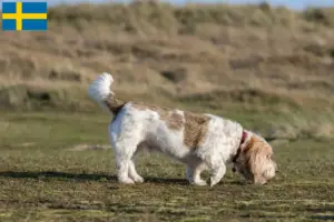 Read more about the article Grand Basset Griffon Vendéen crescători și căței în Suedia