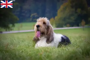 Read more about the article Grand Basset Griffon Vendéen crescători și căței în Marea Britanie