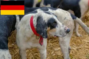 Read more about the article Grand Bleu de Gascogne crescători și căței în Germania