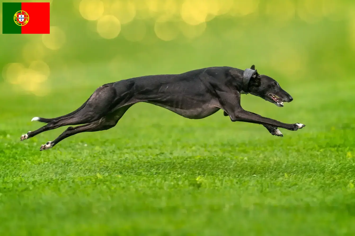 Greyhound căței și crescători Portugalia Aici puteți găsi crescători de Greyhounds în Portugalia.
