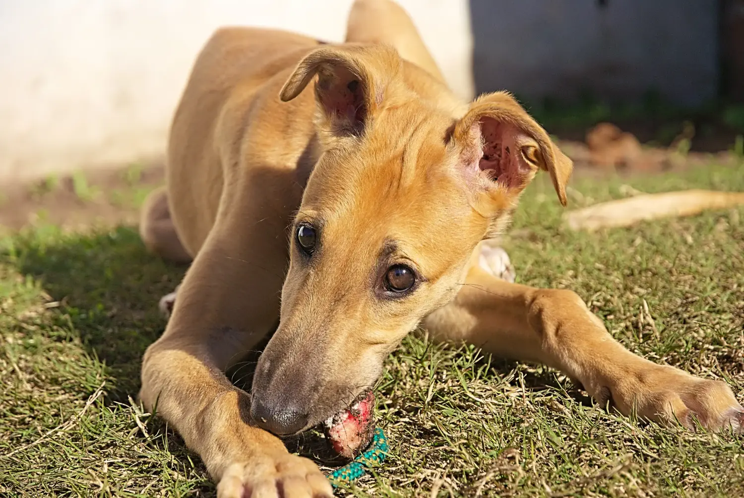 Cumpărarea unui cățeluș greyhound înseamnă asumarea responsabilității! Cumpărați căței greyhound.