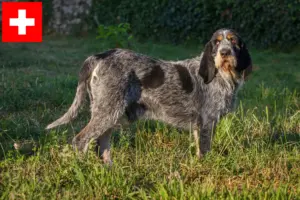Read more about the article Griffon Bleu de Gascogne crescători și căței în Elveția