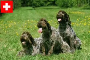 Read more about the article Griffon d’arrêt à poil dur Crescători și căței în Elveția