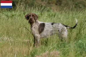 Read more about the article Griffon d’arrêt à poil dur Crescători și căței în Țările de Jos