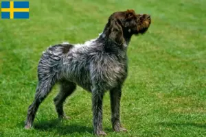 Read more about the article Griffon d’arrêt à poil dur Crescător și căței în Suedia