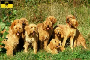 Read more about the article Griffon Fauve de Bretagne crescători și căței în Baden-Württemberg