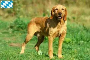 Read more about the article Griffon Fauve de Bretagne crescători și căței în Bavaria