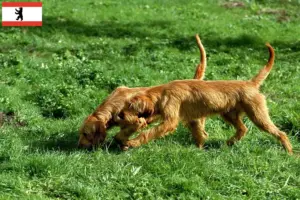 Read more about the article Griffon Fauve de Bretagne crescători și căței în Berlin