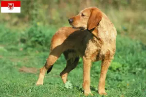 Read more about the article Griffon Fauve de Bretagne crescători și căței în Brandenburg