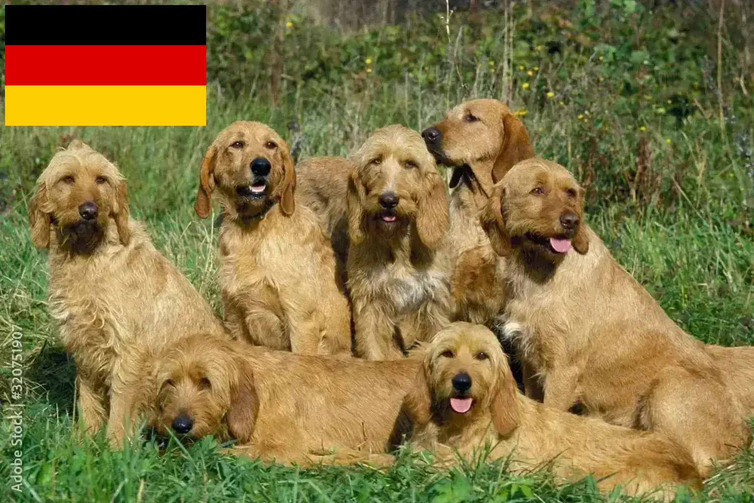 Read more about the article Griffon Fauve de Bretagne crescători și căței în Germania
