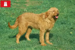 Read more about the article Griffon Fauve de Bretagne crescători și căței în Hamburg