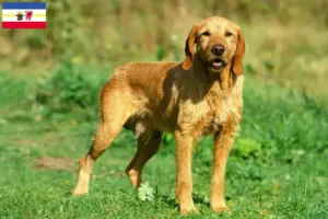 Read more about the article Griffon Fauve de Bretagne crescători și căței în Mecklenburg-Vorpommern