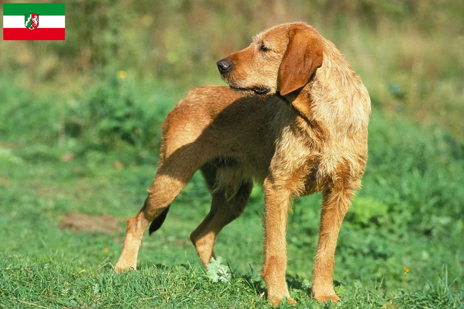 Read more about the article Griffon Fauve de Bretagne crescători și căței în Renania de Nord-Westfalia