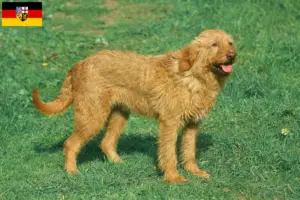 Read more about the article Griffon Fauve de Bretagne crescători și căței în Saarland