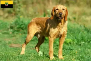 Read more about the article Griffon Fauve de Bretagne crescători și căței în Saxony-Anhalt