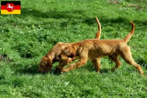Read more about the article Griffon Fauve de Bretagne crescători și căței în Saxonia Inferioară