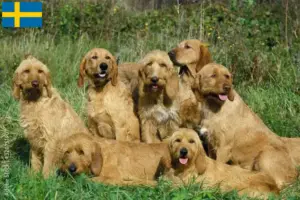 Read more about the article Griffon Fauve de Bretagne crescători și căței în Suedia