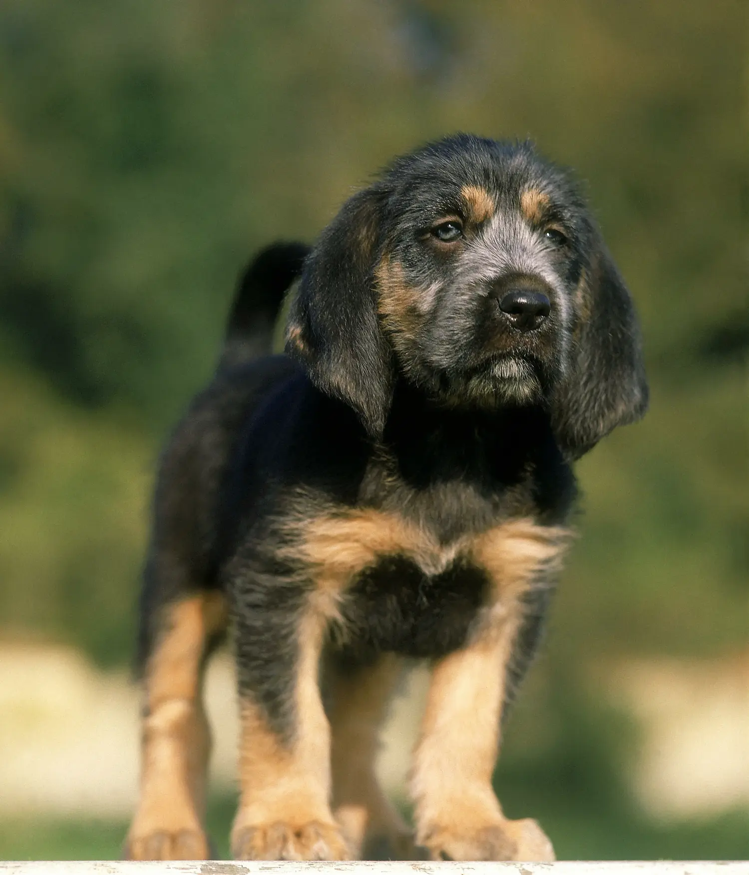 Cumpărarea unui cățel Griffon Nivernais înseamnă asumarea responsabilității! Cumpărați cățeluși Griffon Nivernais.