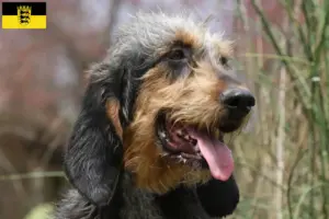 Read more about the article Griffon Nivernais crescători și căței în Baden-Württemberg