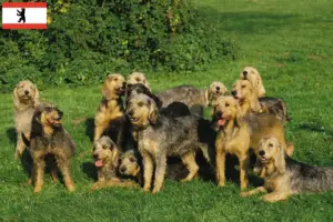 Read more about the article Griffon Nivernais crescători și căței în Berlin