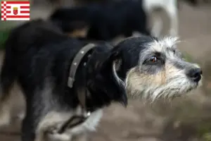 Read more about the article Griffon Nivernais crescători și căței în Bremen