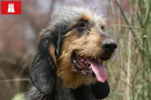 Read more about the article Griffon Nivernais crescători și căței în Hamburg