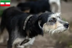 Read more about the article Griffon Nivernais crescători și căței în North Rhine-Westphalia
