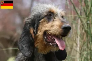 Read more about the article Griffon Nivernais crescători și căței în Rhineland-Palatinate