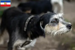 Read more about the article Griffon Nivernais crescători și căței în Schleswig-Holstein