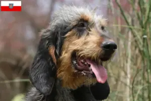 Read more about the article Griffon Nivernais crescători și căței în Thuringia