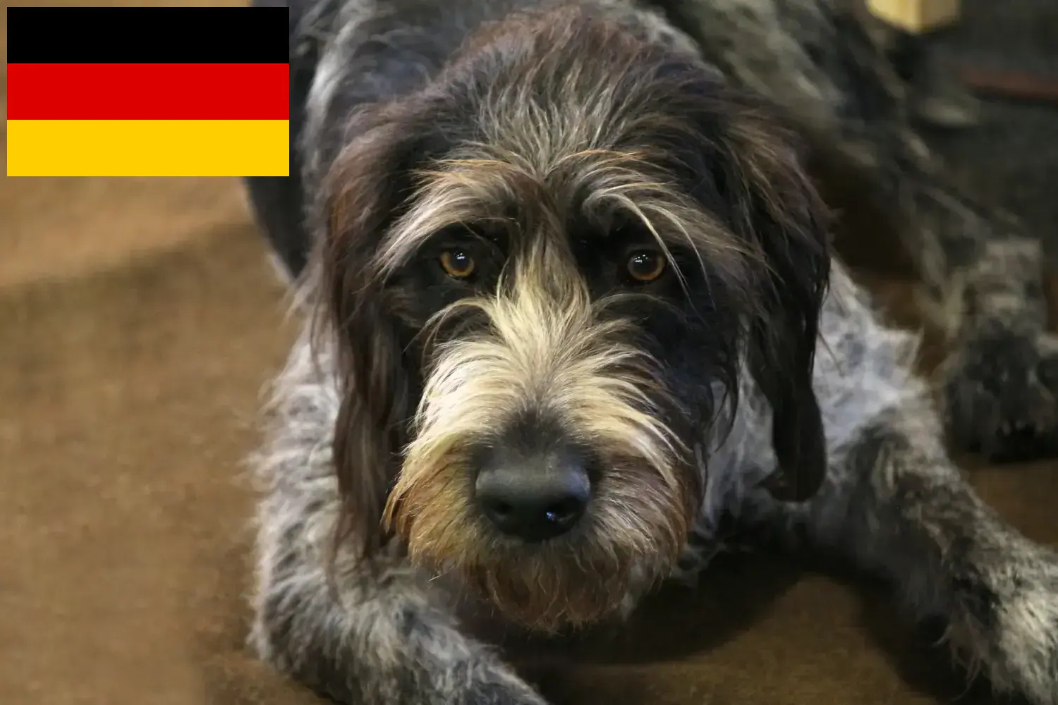 Read more about the article Griffon Nivernais crescători și căței în Germania